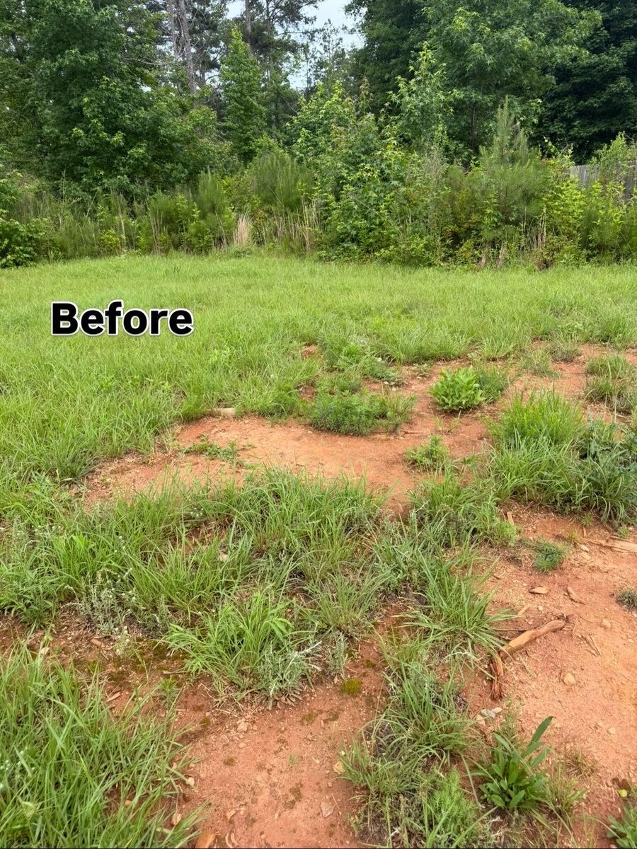 Before – overgrown lot